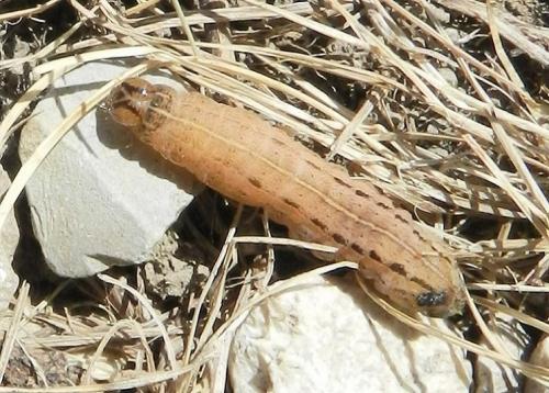 Réf. 183 023 : Xestia xanthographa